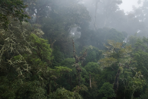 Frederic Demeuse WALD photography-Tropical cloudforest-Panama